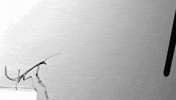 bug satisfying GIF