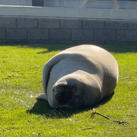 Sun-Loving Seal Enjoys Snooze by Beach