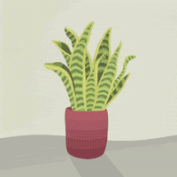 Flower Pot Dancing GIF
