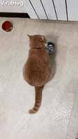 Clever Cat Demands for Food Bowl Refill