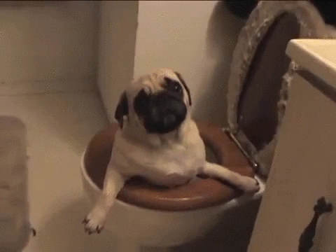 someone toilet GIF