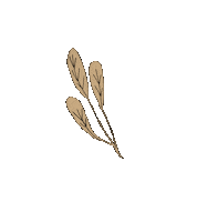 Leaf Boho Sticker