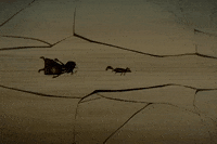 swim nuna fox GIF by Never Alone