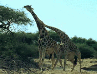 giraffes fighting GIF