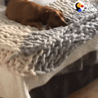 Work From Home Pets GIF by The Dodo