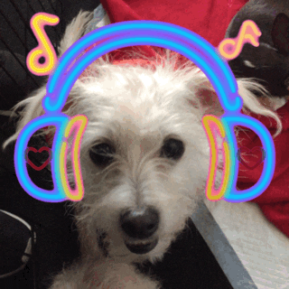 Dog Puppy GIF by iHeartRadio