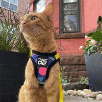 Cat Backpack GIF by Your Cat Backpack Travel Cat