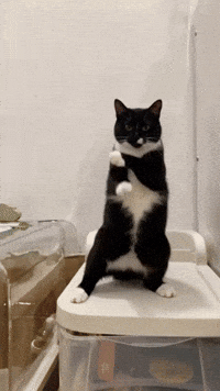 Trending Vibe GIF by Darwin