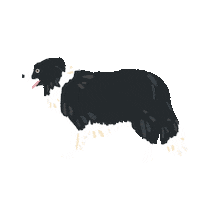 Border Collie Fun Sticker