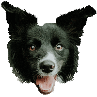 Valentines Day Dog Sticker