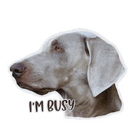 Party Yes Sticker