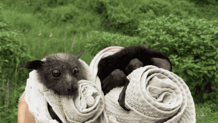 bat GIF