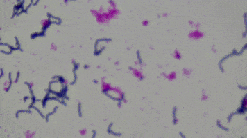 Gram Positive Blood GIF by Ansel Oommen