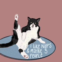 rach-foster cat cats sassy puss GIF