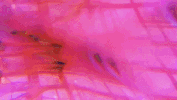 glitch gif artist GIF