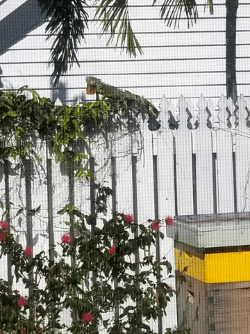 key west iguana GIF