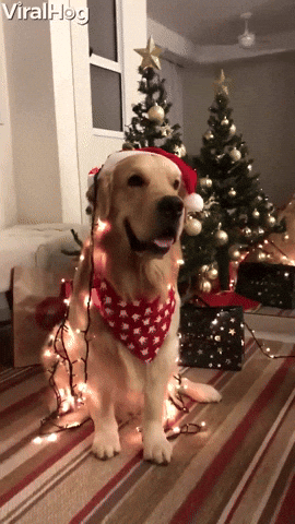 News MEI - Edição 29 - Golden Retriever em frente a uma árvore de natal, cheio de luzinha e com touca de Natal.