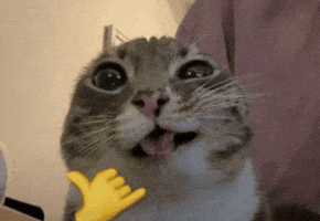 Cat Wow GIF