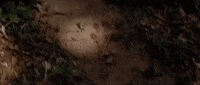 Wild Animals Movie GIF