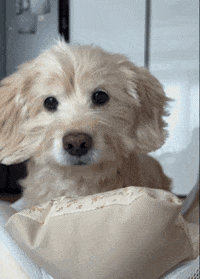 lulu__mix cute dog 강아지 빡침 GIF