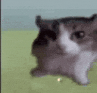 Cat Boom GIF