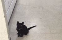 kitten ball GIF