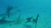 Shark Sanctuary