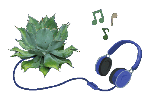 Mexico Musica Sticker by Santa Sabia Media