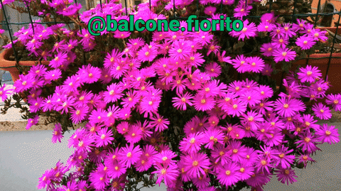 balcone-fiorito giphyupload flowers gardening giardino GIF