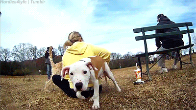 pitbull GIF