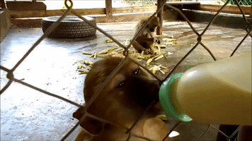 Cute Orphan Baboon Being Fed