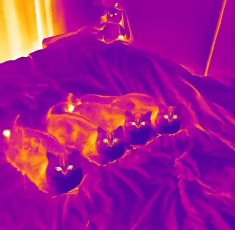 Cats GIF