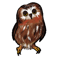 Blink Owl Sticker by girlinwhiteglasses