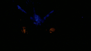 Sign Of The Times Prince GIF by Coolidge Corner Theatre