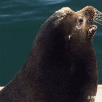 santa cruz seal GIF by GoPop