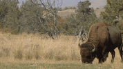 Mean Girls Grass GIF by U.S. Fish and Wildlife Service