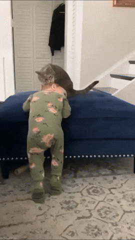 cuteanimalland giphyupload GIF