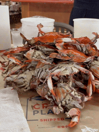 Blue Crabs GIF by The Crab Place
