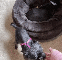 Cute Puppy Yorkiepoo GIF by Shelly Saves the Day