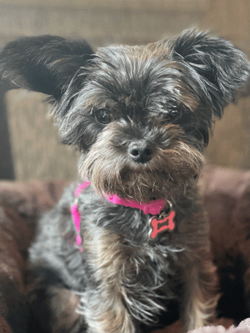 Casey Yorkiepoo GIF by Shelly Saves the Day
