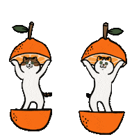 Dance Cat Sticker