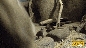 Excuse Me Babies GIF by Brookfield Zoo