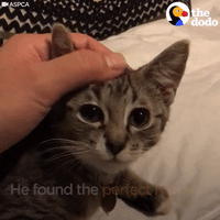 kitten GIF by The Dodo