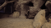 sandiegozoo cat animals nature cats GIF