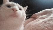 Skushch-Gifs GIF