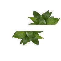 vittalive white green bemestar vittalive Sticker