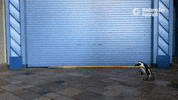 Waddling African Penguin GIF by Monterey Bay Aquarium
