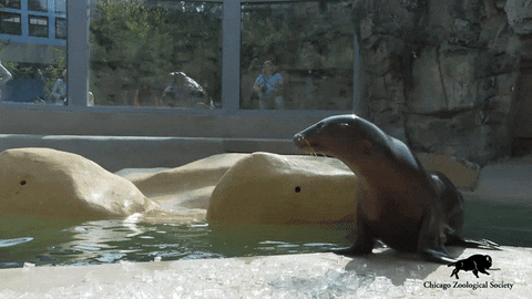 No Way Swim GIF by Brookfield Zoo