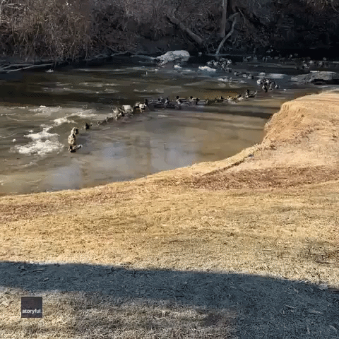 Line of Ducks Journeys Down Icy Michigan River