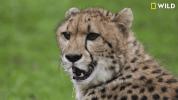 GIF by Nat Geo Wild 